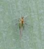 Sitobion fragariae